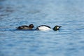 Bucephala clangula, Common Goldeneye