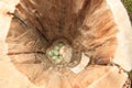 Bucephala clangula, Common Goldeneye Royalty Free Stock Photo