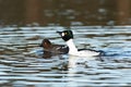 Bucephala clangula, Common Goldeneye Royalty Free Stock Photo