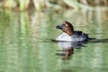 Bucephala clangula, Common Goldeneye