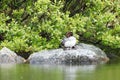 Bucephala clangula, Common Goldeneye