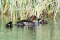 Bucephala clangula, Common Goldeneye Royalty Free Stock Photo