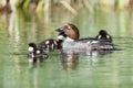 Bucephala clangula, Common Goldeneye Royalty Free Stock Photo