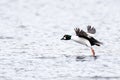 Bucephala clangula, Common Goldeneye. Royalty Free Stock Photo