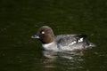 Bucephala clangula, Goldeneye Royalty Free Stock Photo