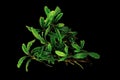 Bucephalandra catherinae green clump the small leaves tropical aquatic plant isolated on black background with clipping path Royalty Free Stock Photo