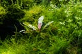 Bucephalandra and dense bush of java moss, aquatic plants in a beautiful freshwater ryoboku aquascape detail, Amano style