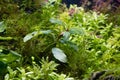 Bucephalandra grow in ryoboku aquascape, Amano and Dutch style planted aquadesign, bright LED light vivid color, aquatic swamp Royalty Free Stock Photo