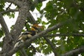 Buceros bicornis hornbill are feeding on tree