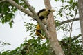 Buceros bicornis hornbill are feeding on tree Royalty Free Stock Photo