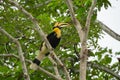 Buceros bicornis hornbill are feeding on tree