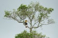 Buceros bicornis hornbill are feeding on tree Royalty Free Stock Photo