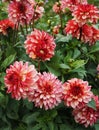 Pink dahlia flowers in garden `Ginta ` variety