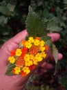 Buch of flowers hold by hand