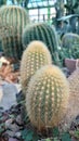 Bucharest botanical garden green house - cactus with thorns and spikes