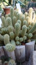 Bucharest botanical garden green house - cactus with thorns and spikes