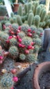 Bucharest botanical garden green house - cactus with thorns and spikes