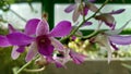 Bucharest botanical garden green house - tropical orchids