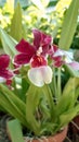 Bucharest botanical garden green house - tropical orchids