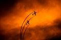 Bucharest international air show BIAS, air glider duo aerobatic team silhouette Royalty Free Stock Photo