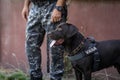 Officer from the Romanian customs train a service dog to detect drugs and ammunition near a car during a drill exercise Royalty Free Stock Photo