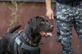 Officer from the Romanian customs train a service dog to detect drugs and ammunition near a car during a drill exercise Royalty Free Stock Photo