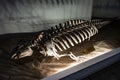 Florida manatee fossil inside Grigore Antipa National Museum of Natural History