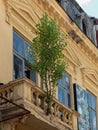 A tree grows in a crack in the balcony of a neglected building in the old town center in Bucharest, Romania
