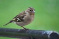 Buchfink chaffinch