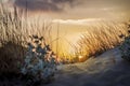 Bucholic sunset at summer beach scene