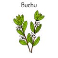 Buchu Agathosma betulina , medicinal plant