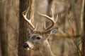 Buck 16 Royalty Free Stock Photo
