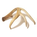 Buck Antlers Isolated Royalty Free Stock Photo