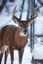 Buck with antlers and mouth open - White-tailed deer in wintry setting - Odocoileus virginianus