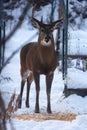 Buck with antlers and open mouth - White-tailed deer in wintry setting - Odocoileus virginianus