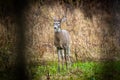 Buck in tall grasses