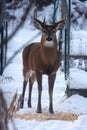 Buck with antlers staring straight at camera - White-tailed deer in wintry setting - Odocoileus virginianus