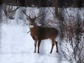 Buck with antlers 5 - White-tailed deer in wintry setting - Odocoileus virginianus Royalty Free Stock Photo