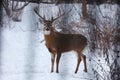 Buck with antlers 4 - White-tailed deer in wintry setting - Odocoileus virginianus Royalty Free Stock Photo