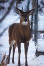 Buck with antlers - White-tailed deer in wintry setting - Odocoileus virginianus Royalty Free Stock Photo