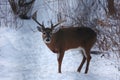 Buck with antlers - White-tailed deer in wintry setting - Odocoileus virginianus Royalty Free Stock Photo