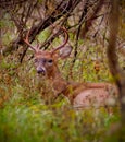 Buck bedded down