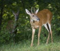 Buck being watched Royalty Free Stock Photo