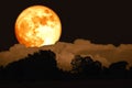 buck blood moon on night sky back over silhouette forest Royalty Free Stock Photo