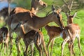 Buck Calves Wildlife