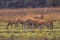 Buck deer guarding herd of hinds Royalty Free Stock Photo