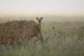 Buck deer in the morning mist Royalty Free Stock Photo