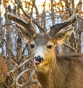Buck Deer with Odd Antlers Licks His Chops after a Meal Royalty Free Stock Photo