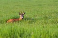 Buck deer resting in a clearing Royalty Free Stock Photo
