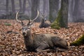 Buck deer stag Royalty Free Stock Photo